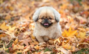 カーシェア沖縄の使い方を徹底解説しますか？