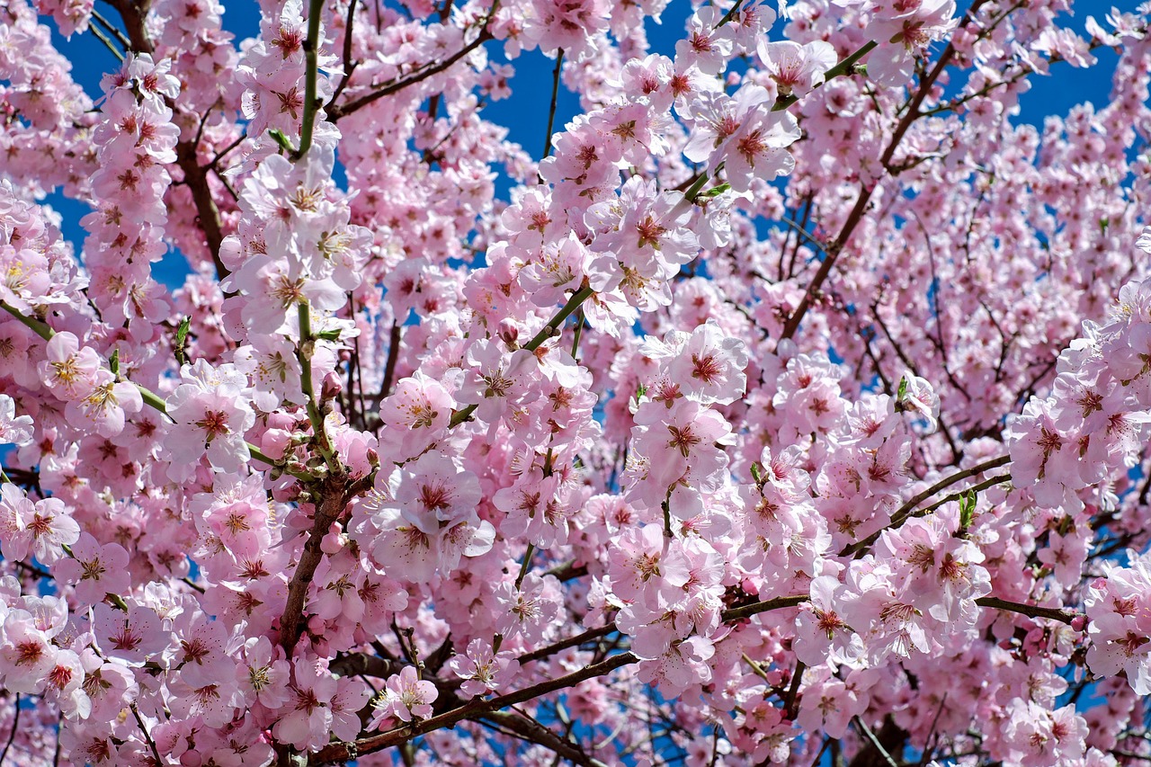 今帰仁城跡の桜ライトアップはいつ見るのがベスト？