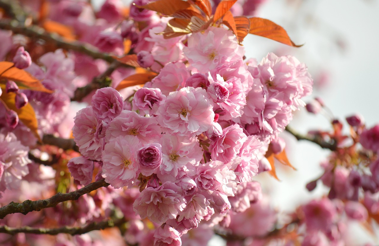 今帰仁城跡の桜ライトアップはいつ見頃ですか？