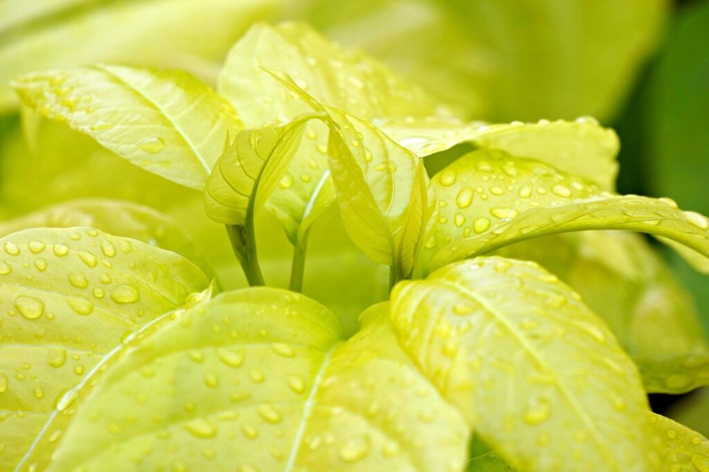 東南植物楽園のひかりの散歩道で楽しむ癒しの体験とは？