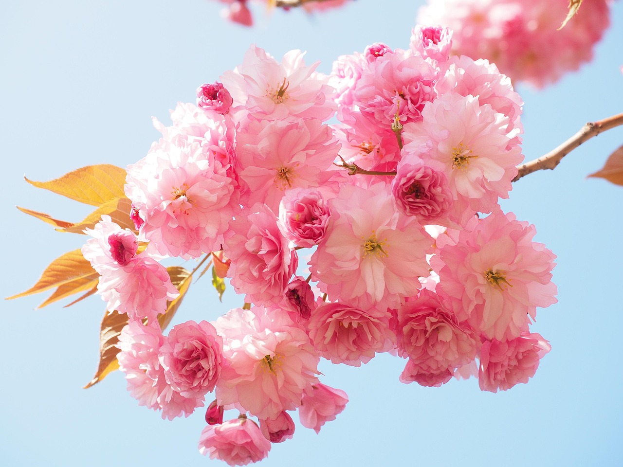 桜まつりの楽しみ方とおすすめスポットは？