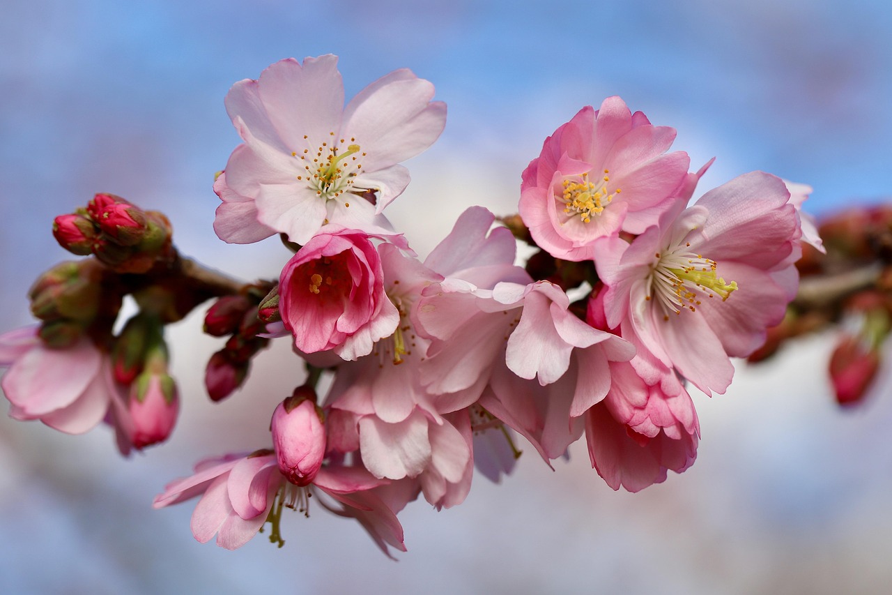 桜まつりの開催日程と楽しみ方は？