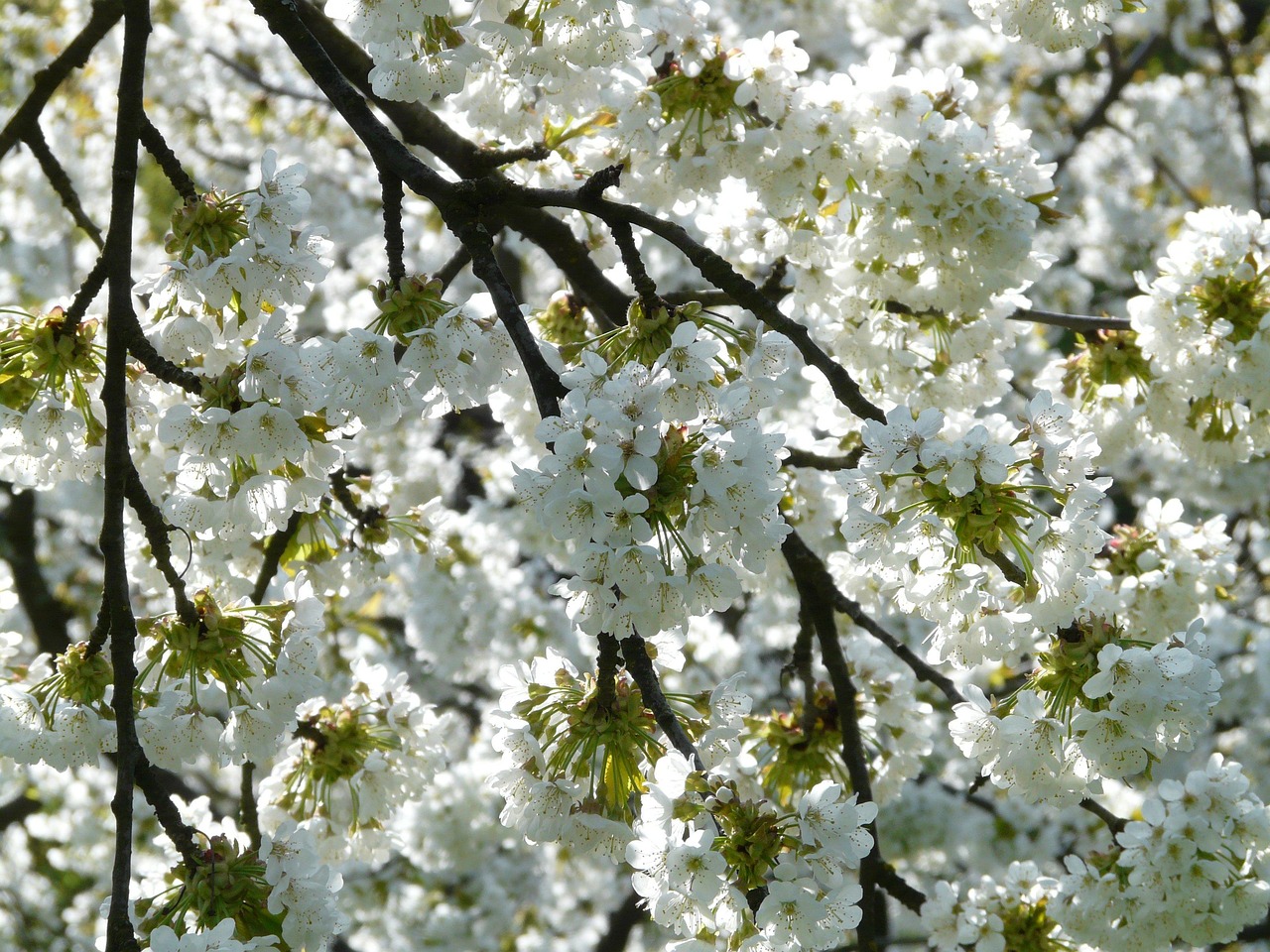 沖縄の桜の種類と開花時期について知っておくべきことは？