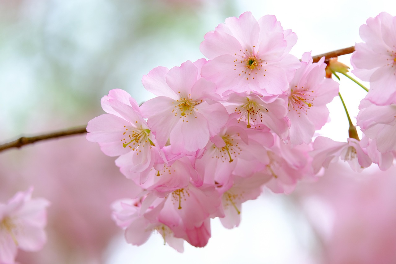 沖縄の桜が見頃になる時期はいつですか？