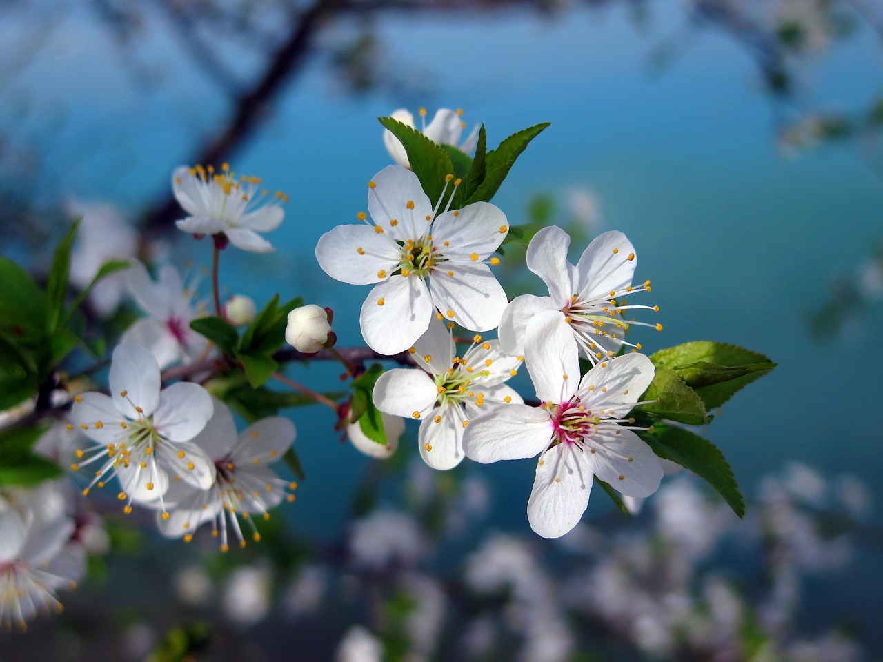 沖縄の桜の開花時期はいつがベスト？