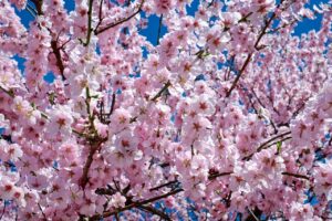 沖縄で楽しめる桜の種類は何ですか？