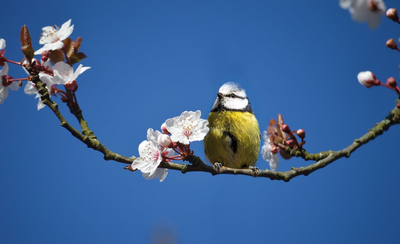 沖縄の桜の種類はどれくらいあるの？