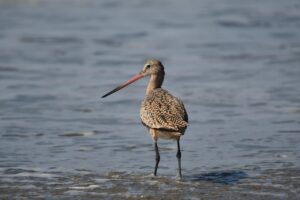 沖縄でのイルカウォッチングに最適な時期はいつですか？