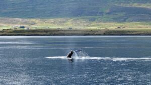 沖縄のホエールウォッチングに最適な時期はいつですか？