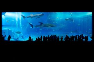 沖縄の冬旅行費用はどれくらいかかる？
